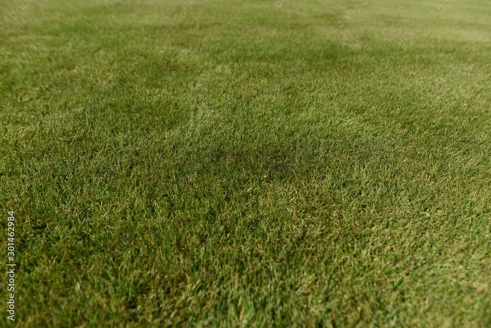 The grass pitch The grass pitch