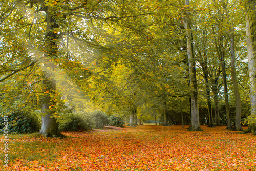 Autumn in Holland photo