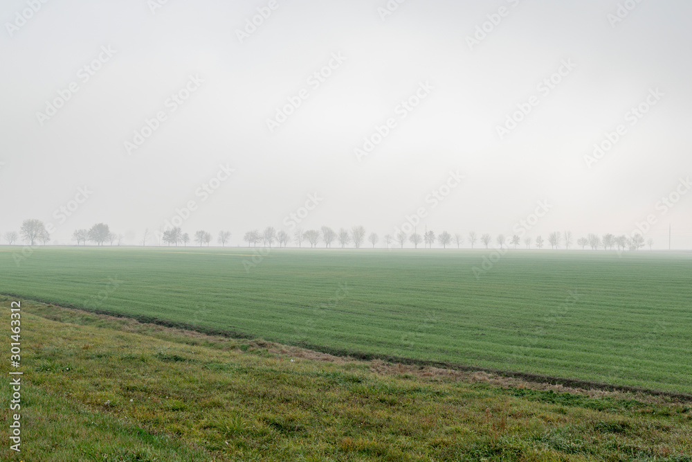 Fototapeta premium Morning landscape area in the fog