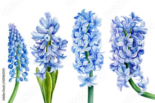 watercolor blue hyacinth, set of spring flowers, on an isolated white background, botanical painting photo