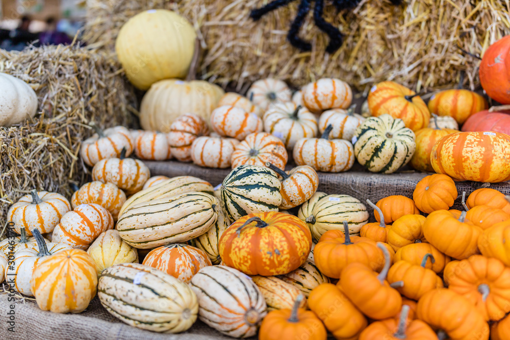 Pumpkins stacked in Lachine market being sold for halloween, Quebec, Canada. Pumpkins stacked in Lachine market being sold for halloween, Quebec, Canada.