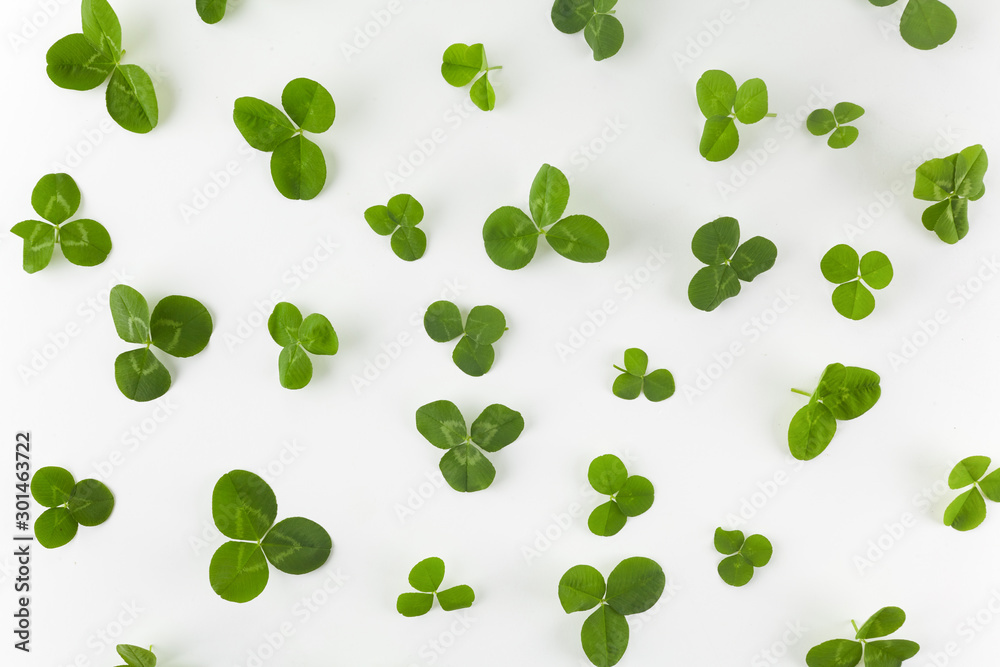 Clover green leaf on white. a St. Patrick's Day Background. Top view Clover green leaf on white. a St. Patrick's Day Background. Top view