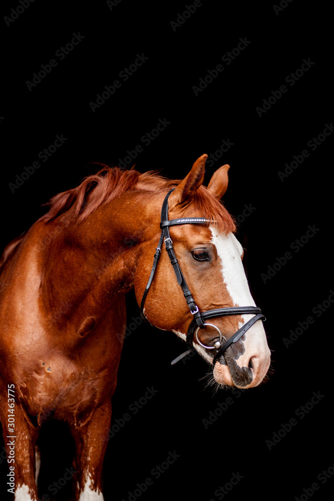 Obraz Beautiful chestnut sport horse portrait on black