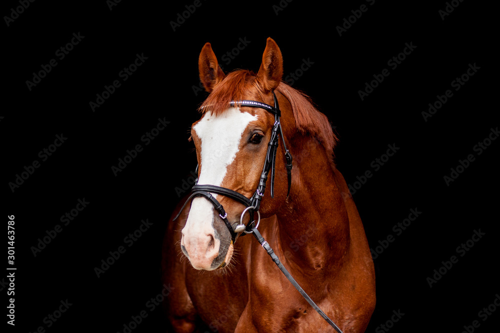 Beautiful chestnut sport horse portrait on black Beautiful chestnut sport horse portrait on black