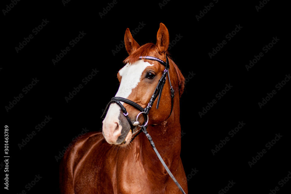 Beautiful chestnut sport horse portrait on black Beautiful chestnut sport horse portrait on black