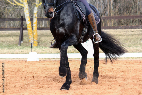 Close up of sport dressage horse legs