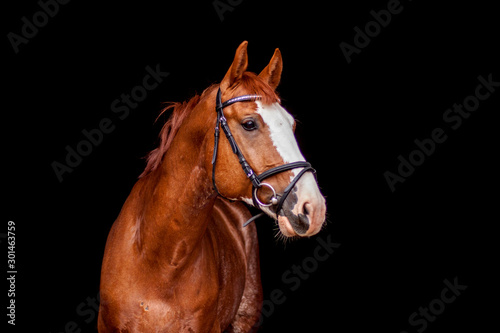 Beautiful chestnut sport horse portrait on black © virgonira