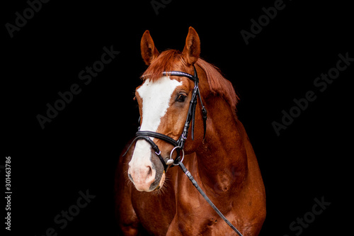 Beautiful chestnut sport horse portrait on black