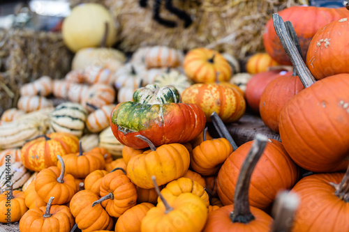 Pumpkins stacked in Lachine market being sold for halloween, Quebec, Canada.