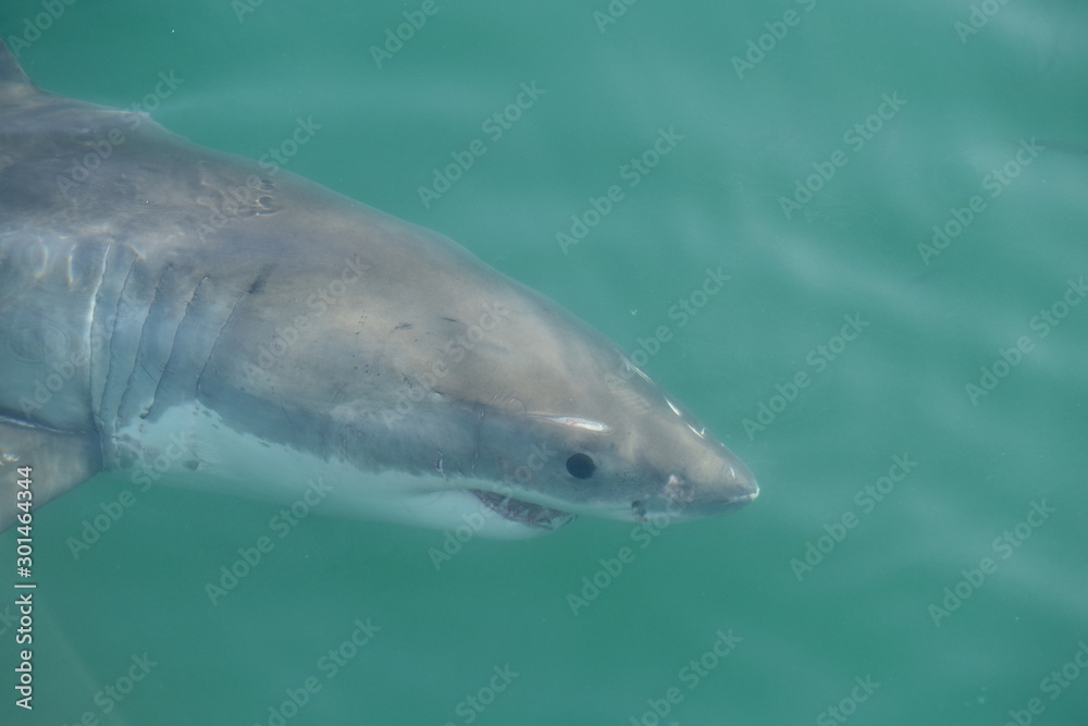 Naklejka premium The shark