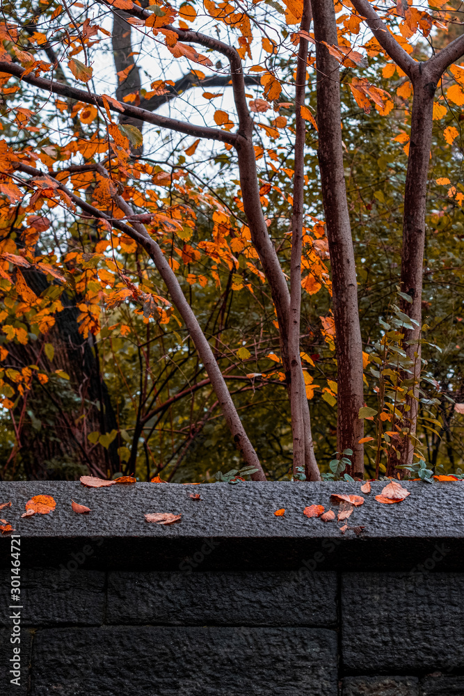 Fototapeta premium Fall foliage color of Central Park in Manhattan