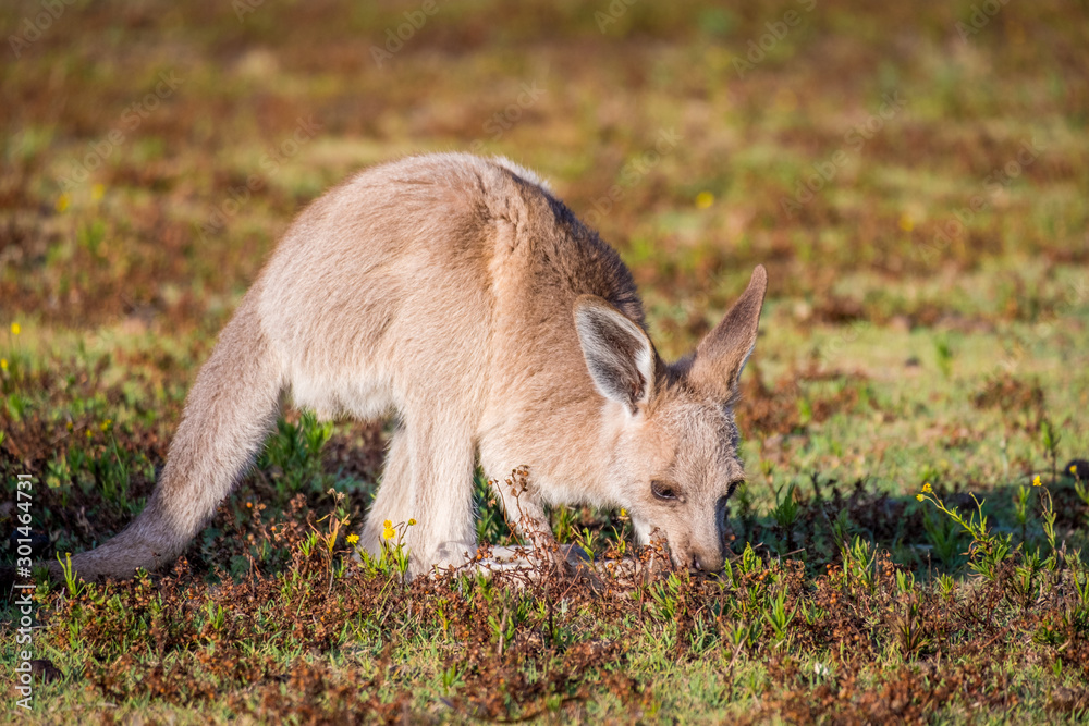 Joey in the wild in Coombabah Queensland 