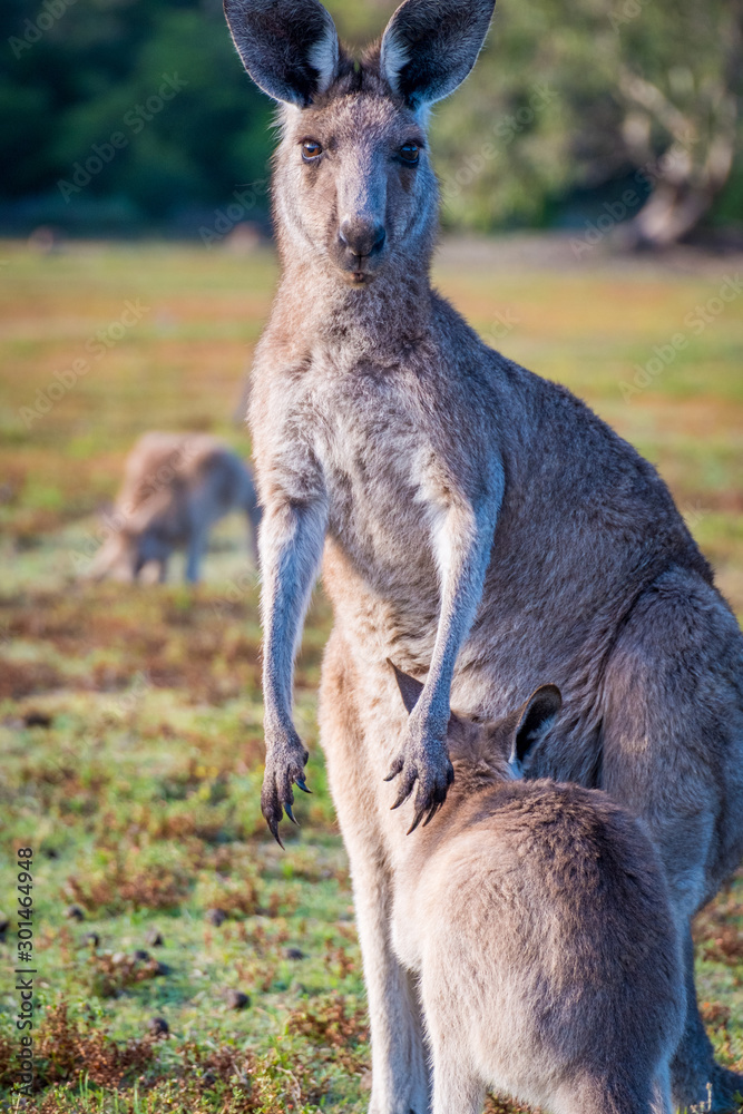A mother and joey in the wild in Coombabah Queensland A mother and joey in the wild in Coombabah Queensland