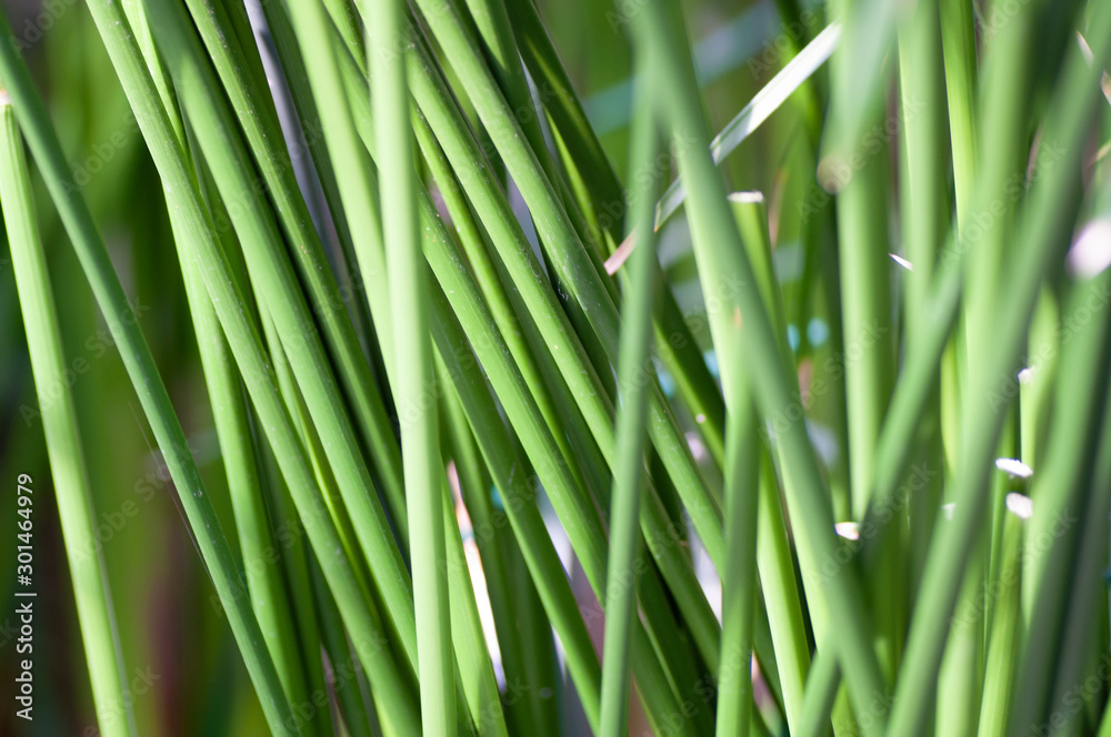 Green stems of palm grows. Natural pattern. Green stems of palm grows. Natural pattern.