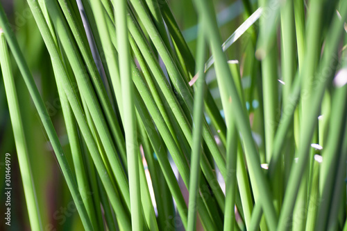 Green stems of palm grows. Natural pattern.