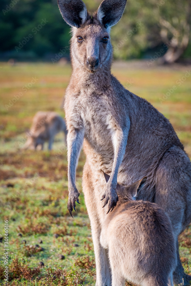 A mother and joey in the wild in Coombabah Queensland 