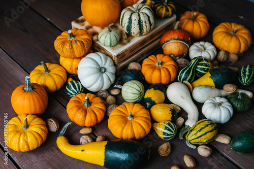 Varieties of pumpkins and squashes collection. View of squash and pumpkins for Halloween 