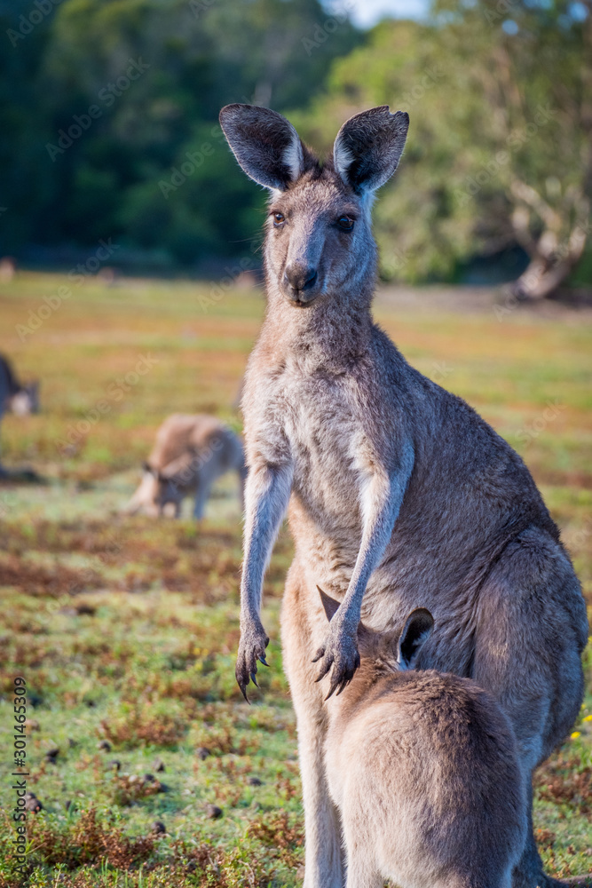 A mother and joey in the wild in Coombabah Queensland 
