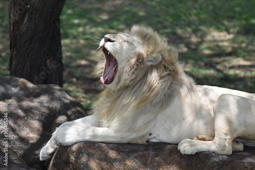 The majestic lion