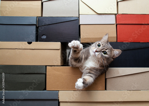 Green-eyed cat is sad that no one is playing with him, he crawled into a pile of folded shoe boxes, pulls paws to the man with hope and looks intently. Copy space. photo