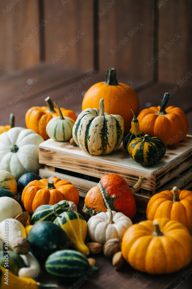 Varieties of pumpkins and squashes collection. View of squash and pumpkins for Halloween Varieties of pumpkins and squashes collection. View of squash and pumpkins for Halloween