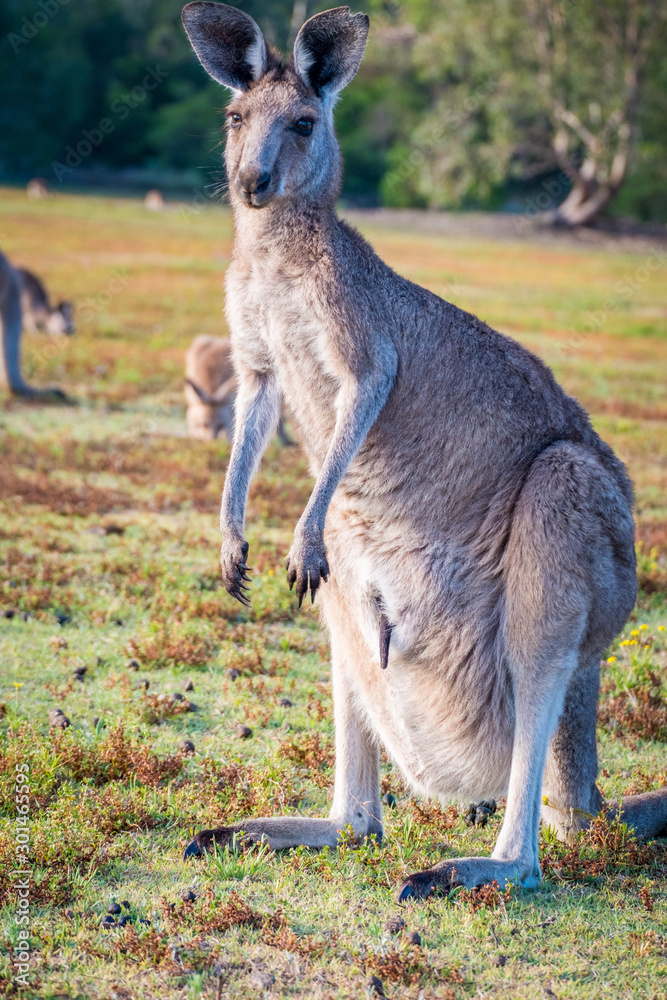 A mother and joey in the wild in Coombabah Queensland A mother and joey in the wild in Coombabah Queensland