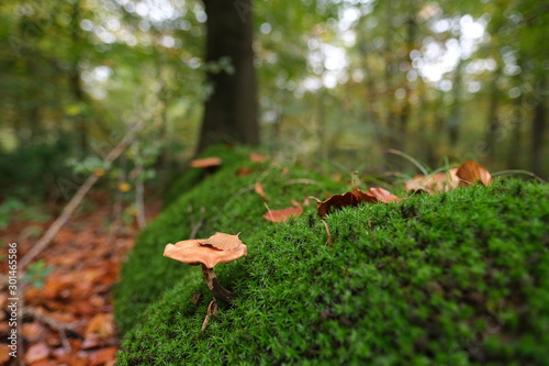 mushroom on moss in the forest