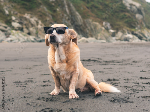 Fototapeta Naklejka Na Ścianę i Meble -  Old mixed-breed dog posing with sunglasses on the beach