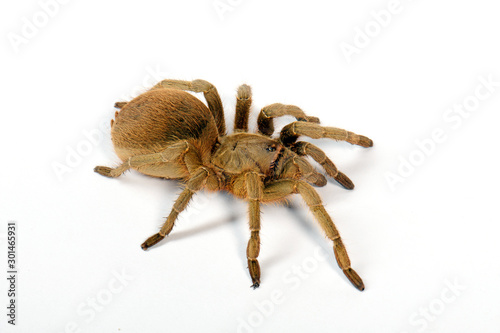 Vogelspinne aus Nicaragua (Aphonopelma lanceolatum) - tarantula from Nicaragua  photo