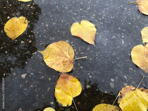 background of a Linden (Tilia) tree leaves, yellow, brown, falls on the ground on a street asphalt in a park, rainy day, water, autumn, season, foliage, october