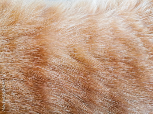 Cat fur texture background.