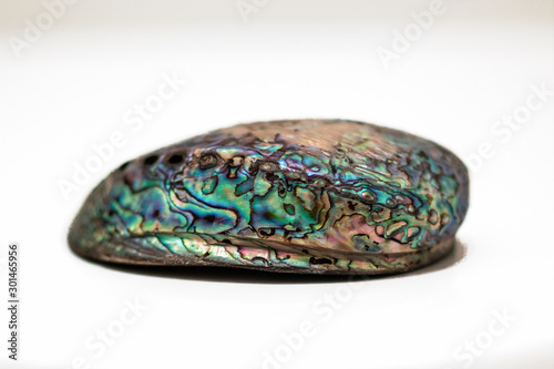 Close up of single beautiful Iridescent abalone shell on white background