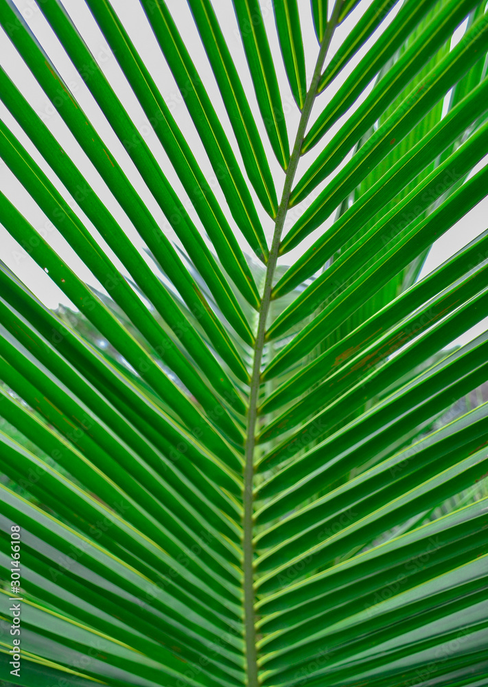 green coconut leaf close up green coconut leaf close up