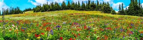 Hiking through the alpine meadows filled with abundant wildflowers. On Tod Mountain at the alpine village of Sun Peaks in the Shuswap Highlands of the Okanagen region in British Columbia, Canada photo
