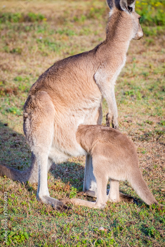 A mother Kangaroo and her joey in Coombabah Queensland 