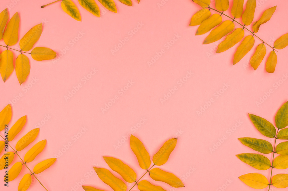 Autumn leaves of acacia in the background. Autumn leaves of acacia in the background.