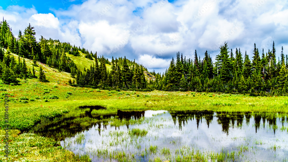 Fototapeta premium Hiking through the alpine meadows filled with abundant wildflowers. On Tod Mountain at the alpine village of Sun Peaks in the Shuswap Highlands of the Okanagen region in British Columbia, Canada