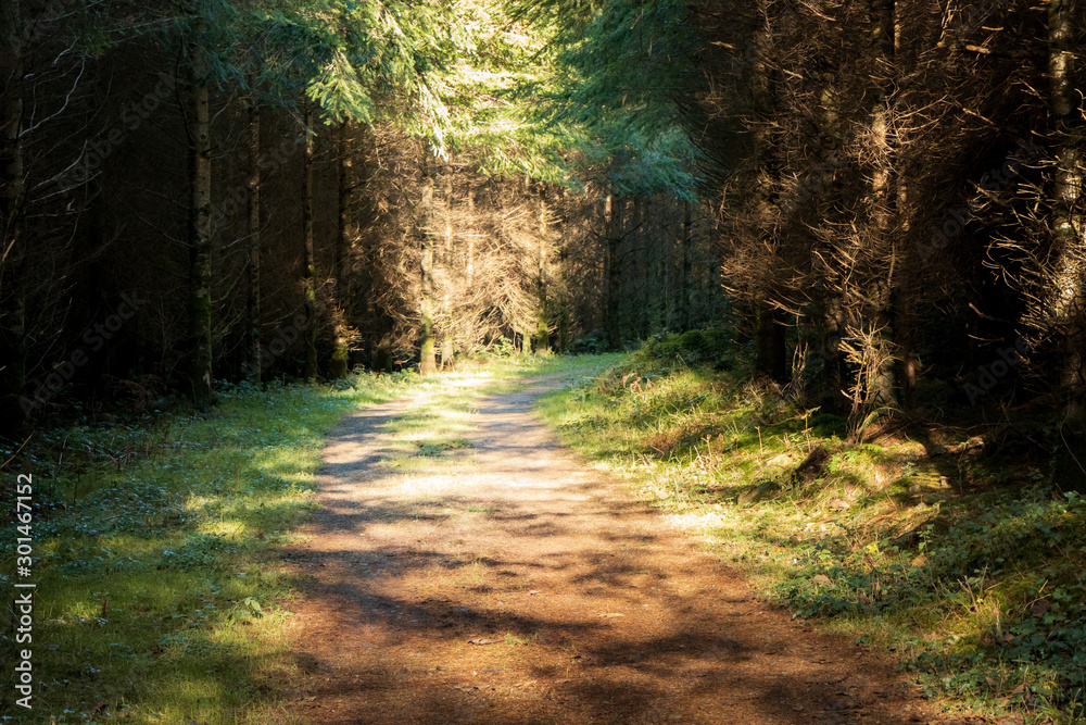 Obraz premium Autumn forest colours