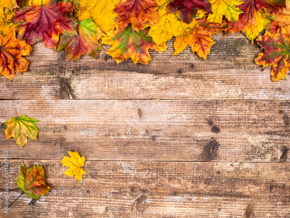 Autumn colorful leaves in the background. Autumn colorful leaves in the background.