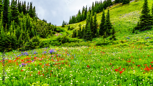 Hiking through the alpine meadows filled with abundant wildflowers. On Tod Mountain at the alpine village of Sun Peaks in the Shuswap Highlands of the Okanagen region in British Columbia, Canada photo