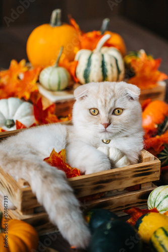 Scottish fold lies in basket. Cat and pumpkins. Cat and Autumn. A Yellow baby British shorthair kitty with halloween pumpkins at brown autumn background