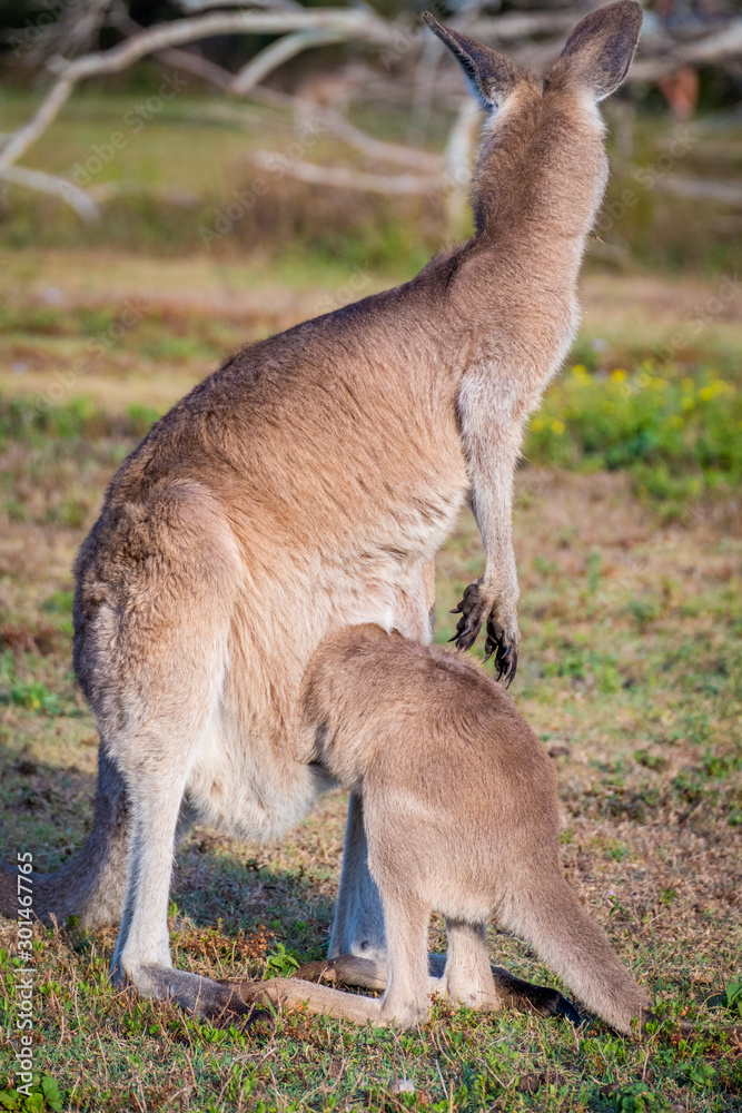 A mother Kangaroo and her joey in Coombabah Queensland A mother Kangaroo and her joey in Coombabah Queensland