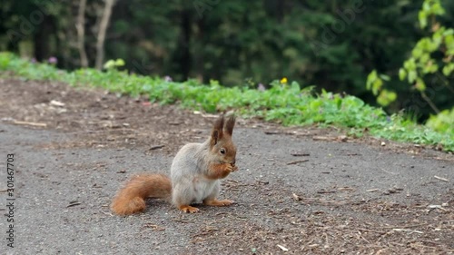 Eurasian red squirrel scavenging food in park. Asphalt road. Closeup shot, no people