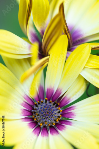 bright yellow and purple flowers at bright sunny day