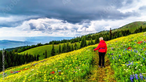 Woman hiking through the alpine meadows filled with abundant wildflowers on Tod Mountain at the alpine village of Sun Peaks in the Shuswap Highlands of the Okanagen region in British Columbia, Canada photo