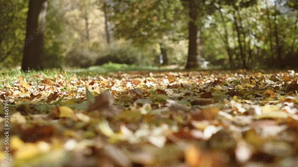 Walking through autumn leaves at a park. Slow motion POV shot on a gimbal, low angle. Walking through autumn leaves at a park. Slow motion POV shot on a gimbal, low angle.