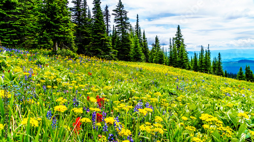 Hiking through the alpine meadows filled with abundant wildflowers. On Tod Mountain at the alpine village of Sun Peaks in the Shuswap Highlands of the Okanagen region in British Columbia, Canada photo