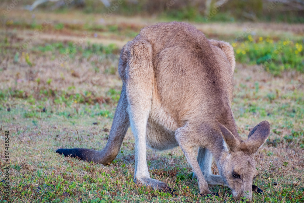 Kangaroo in the wild in Coombabah Queensland Kangaroo in the wild in Coombabah Queensland