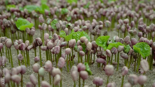 Planta de café germinando