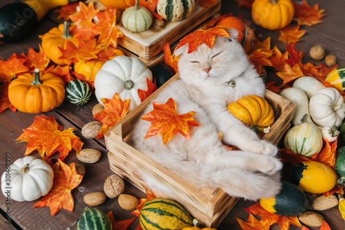 Scottish fold lies in basket. Cat and pumpkins. Cat and Autumn. A Yellow baby British shorthair kitty with halloween pumpkins at brown autumn background